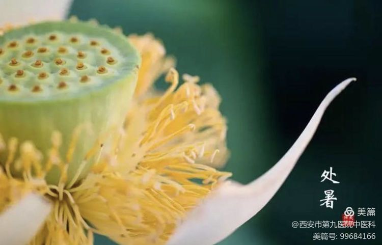 处暑天还暑,好似秋老虎 处暑天还暑,好似秋老虎